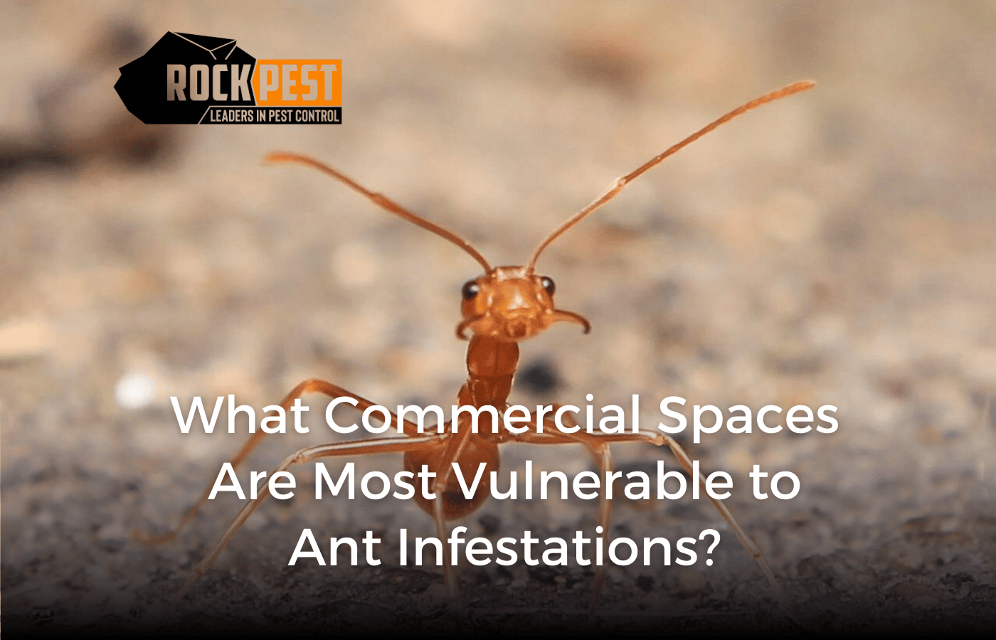 What Commercial Spaces Are Most Vulnerable to Ant Infestations?