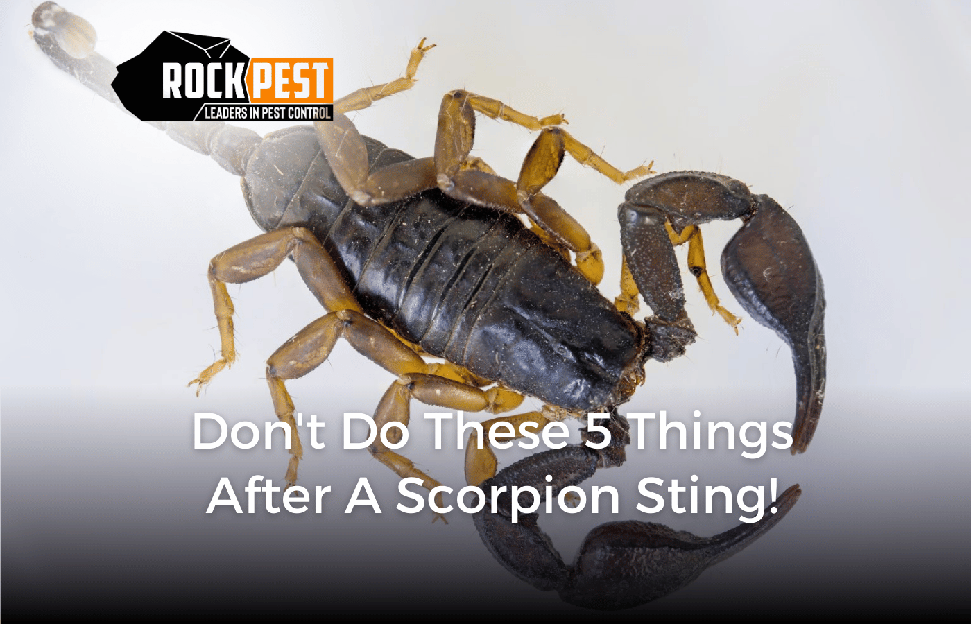 Don’t Do These 5 Things after a Scorpion Sting!