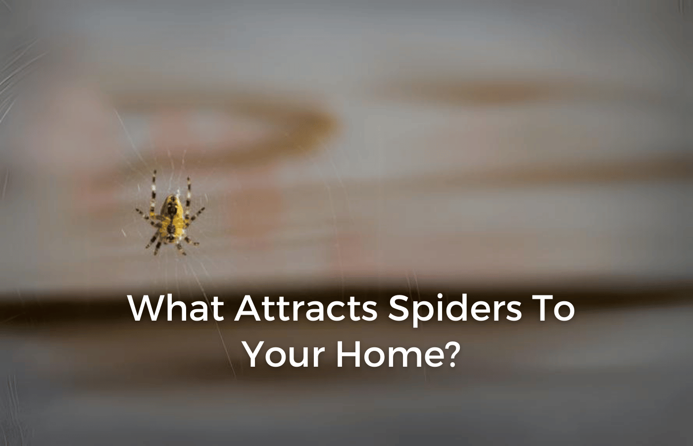 What Attracts Spiders to Your Home?