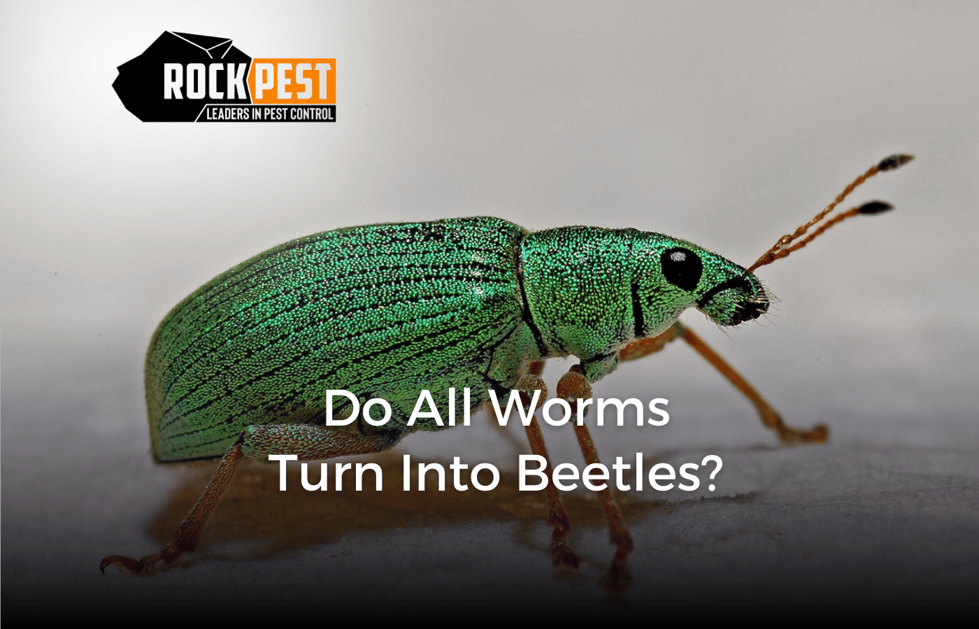 Do All Worms Turn into Beetles?