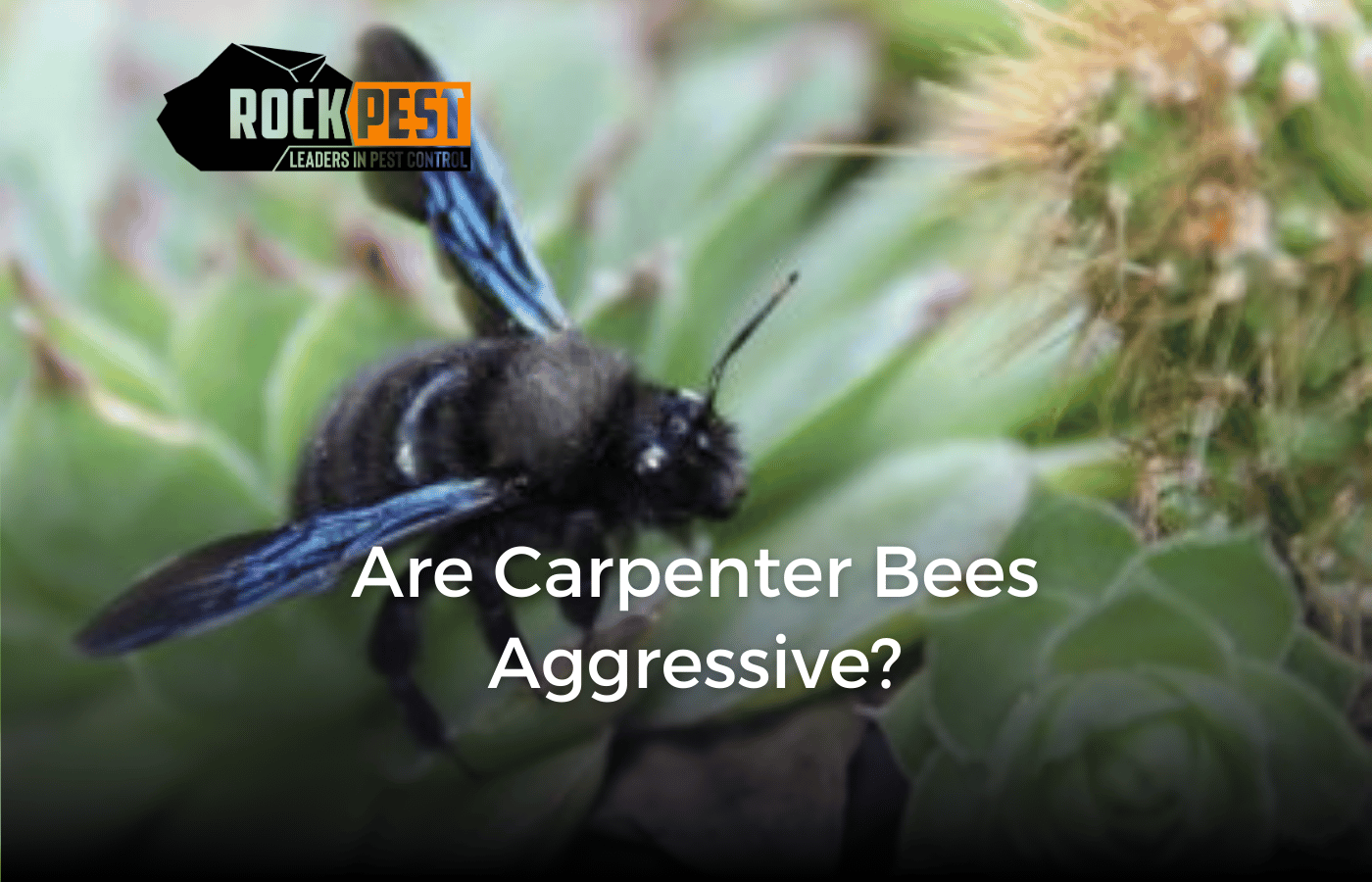 Are Carpenter Bees Aggressive?