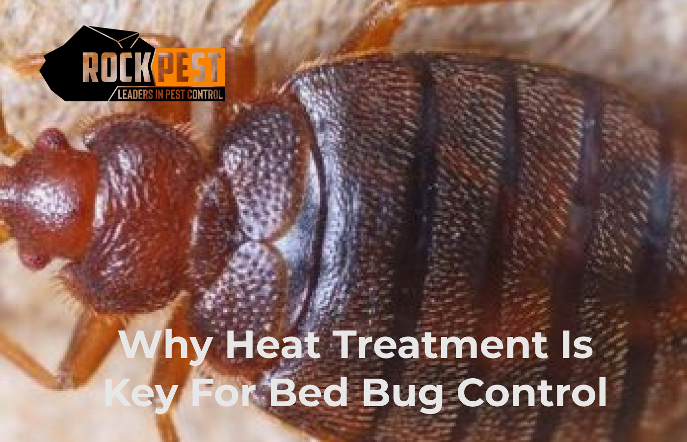 Why Heat Treatment Is Key for Bed Bug Control