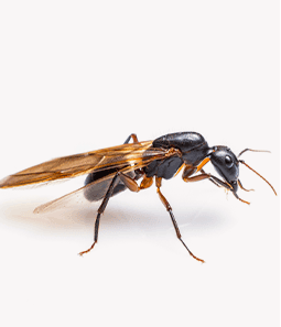 Carpenter ant with wings, showcasing features for identification, relevant to distinguishing between carpenter ants and termites in pest control context.
