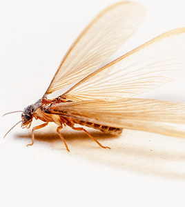 Winged termite close-up, highlighting features for identification, relevant to distinguishing between carpenter ants and termites in pest control context.