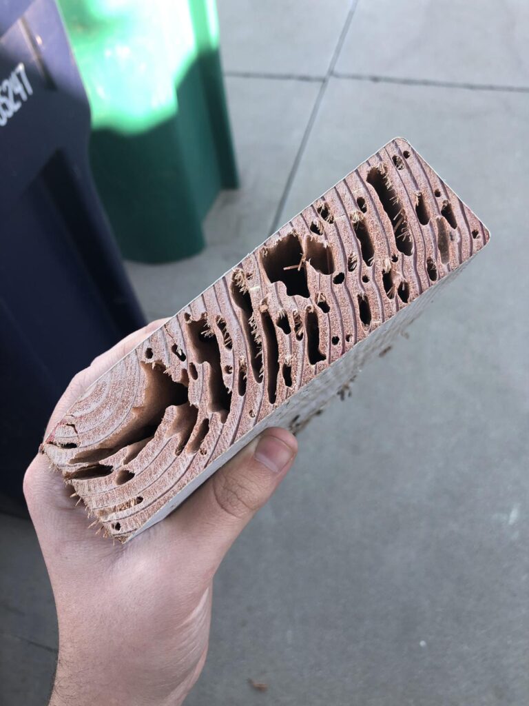 Hand holding a piece of wood with extensive damage from termites, showcasing hollowed sections and visible tunnels, illustrating the destructive impact of termite infestations.