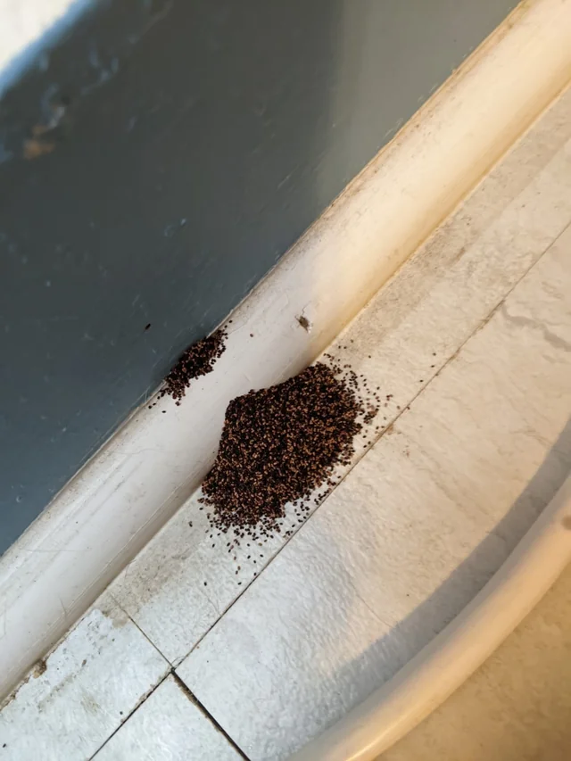 Pile of small, dark, sawdust-like material near a wall, indicating potential carpenter ant activity in a home environment.