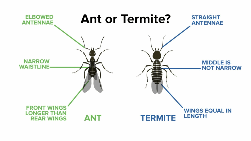 Illustration comparing carpenter ant and termite features, highlighting differences in antennae, waistline, and wing length for pest identification.