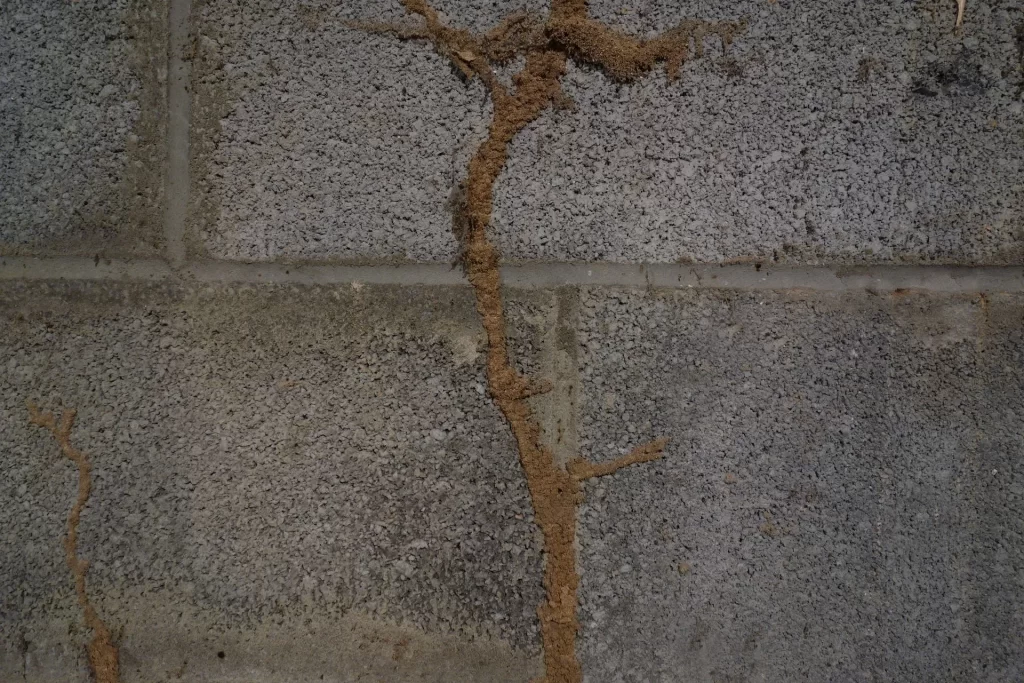 Mud tubes on a concrete wall, indicating termite activity and potential infestation in a home.