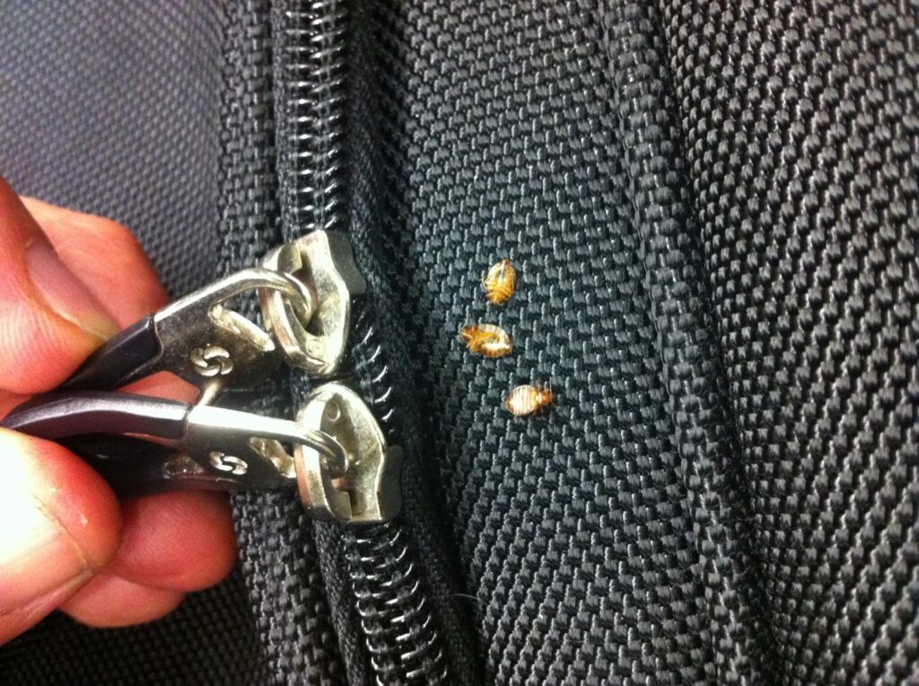 Close-up of bed bugs on a black suitcase zipper, illustrating the risk of bringing bed bugs home from travel or public places.