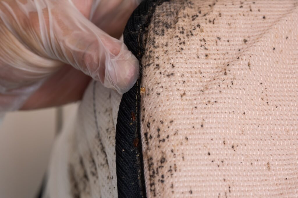 Person inspecting a mattress seam for bed bugs, showing black spots and tiny brown insects, emphasizing the importance of thorough inspection to prevent infestations.