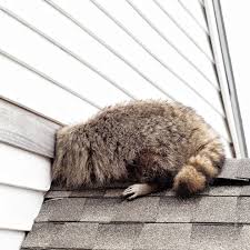 Raccoon attempting to enter a home through the roof, illustrating the risks of wildlife intrusion during summer months in Kansas City.