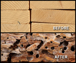 Before and after images of wood showing termite damage, highlighting significant deterioration with holes and surface destruction, illustrating the impact of a termite infestation.