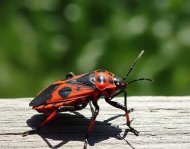 Boxelder bug with distinctive black and red coloration on a wooden surface, illustrating the pest commonly associated with home infestations during fall.