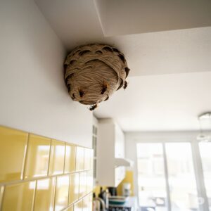 Hornet nest attached to ceiling in a kitchen, illustrating potential indoor pest issues and the need for professional hornet management and removal services.