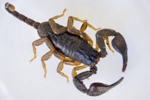 Scorpion on a white background, illustrating a common pest associated with painful stings and pest control challenges.