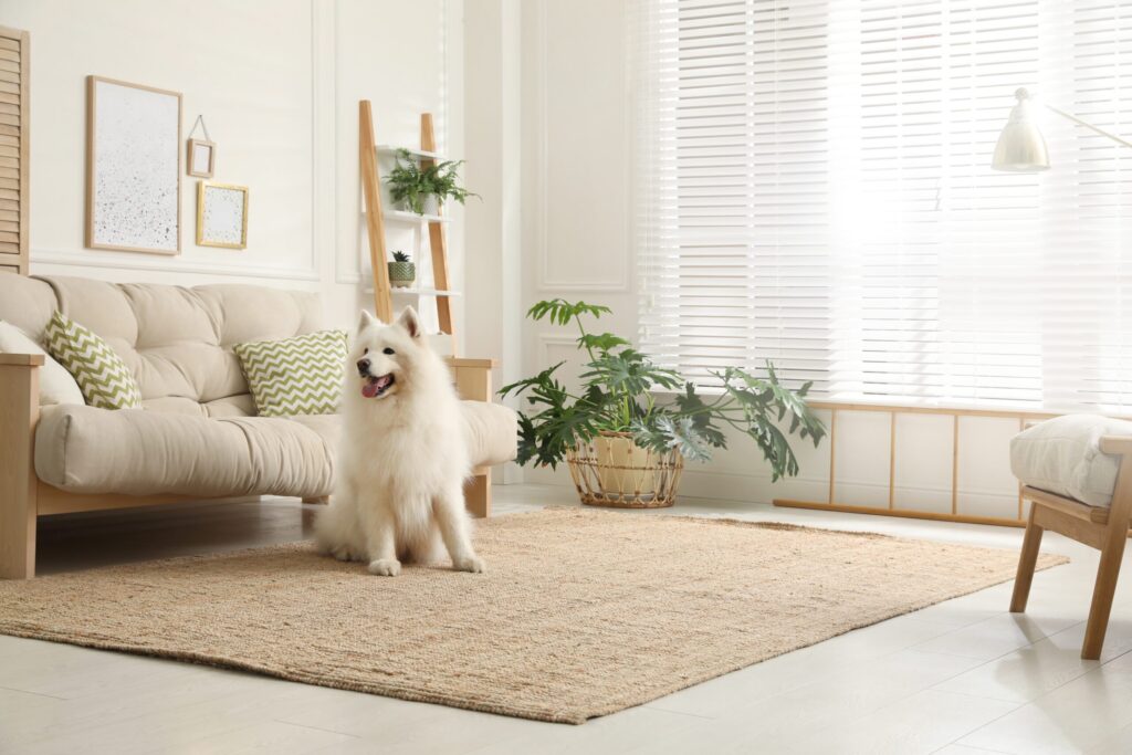 Cozy living room featuring a Samoyed dog sitting on a jute rug, with a light-colored sofa adorned with green accent pillows, indoor plants, and bright sunlight streaming through blinds.
