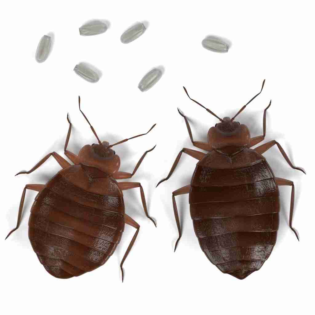 Bed bugs and their eggs, illustrating common pests targeted by Rock Pest Control's eco-friendly heat treatments for effective extermination.
