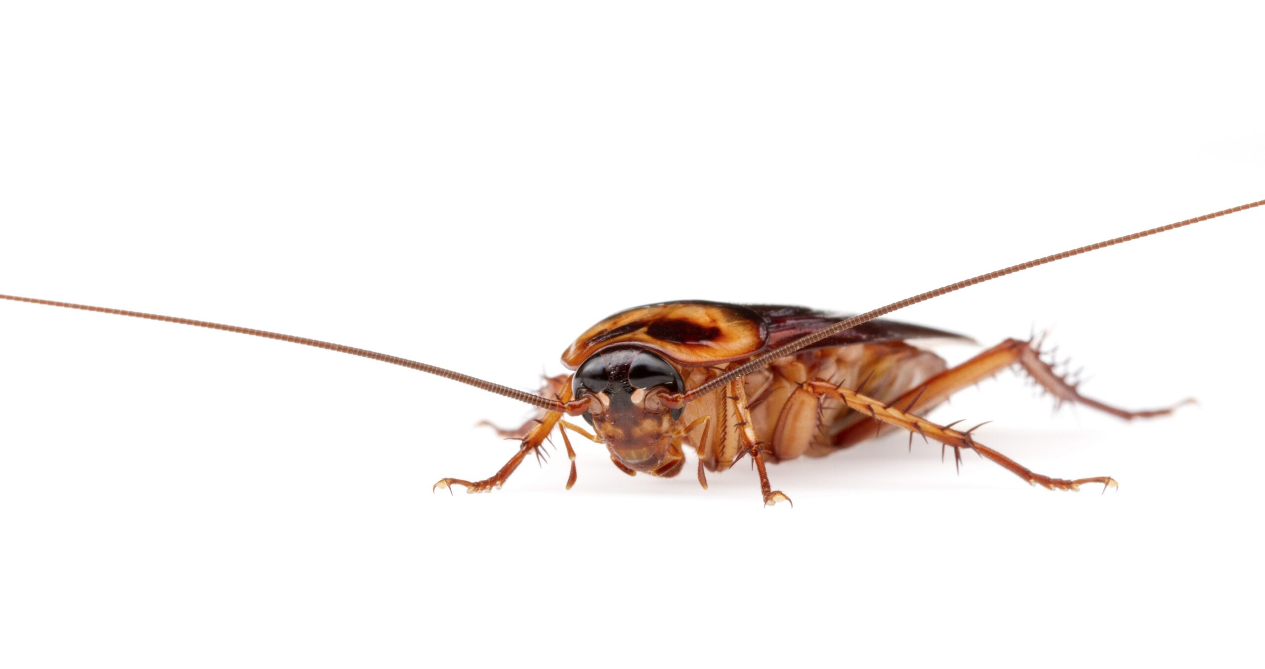American Cockroaches Infest
