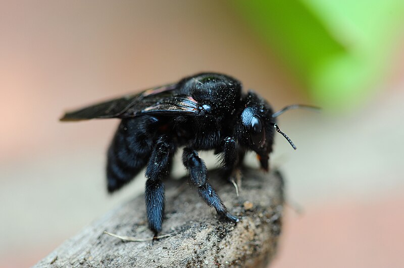 Bee Carpenter