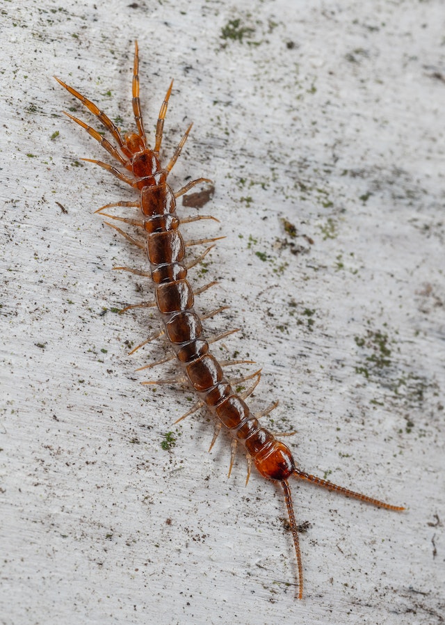 Centipede Dangers: Risks and Safety Tips"