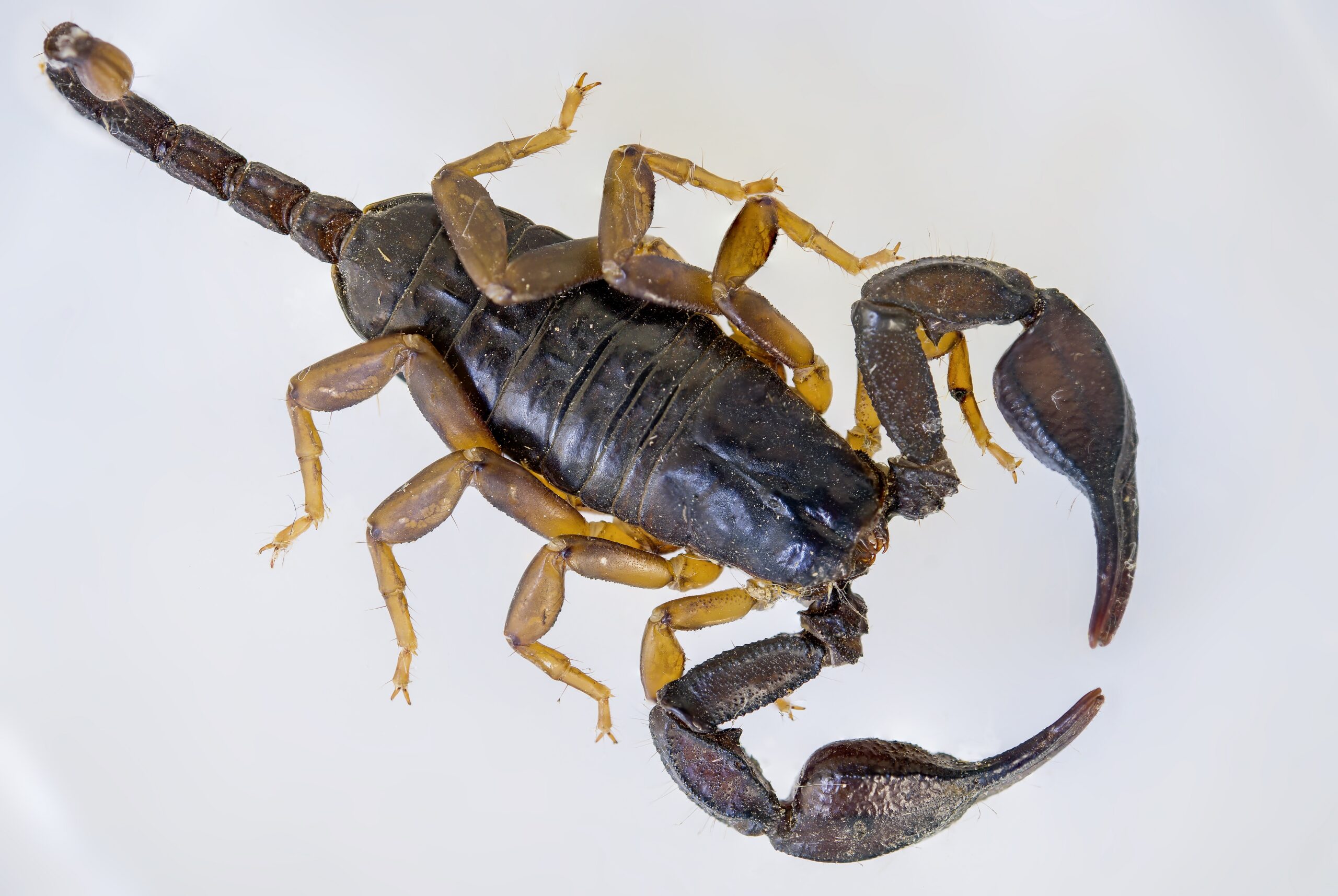 Get Rid of Scorpions