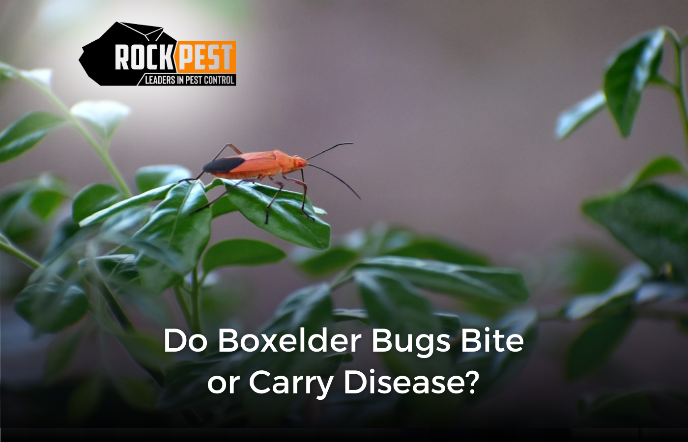 Do Boxelder Bugs Bite or Carry Disease? - Rock Pest Control