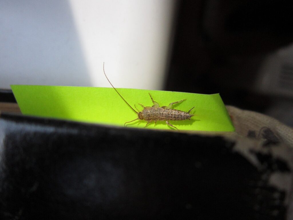 Silverfish Infestation