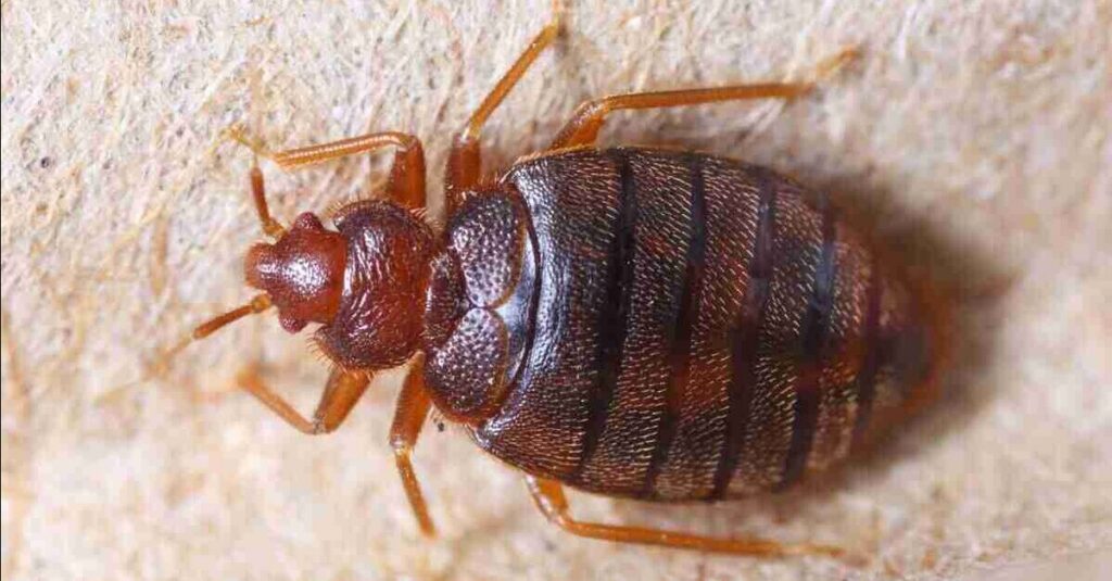 Macro close up of a bed bug used to identify an infestation