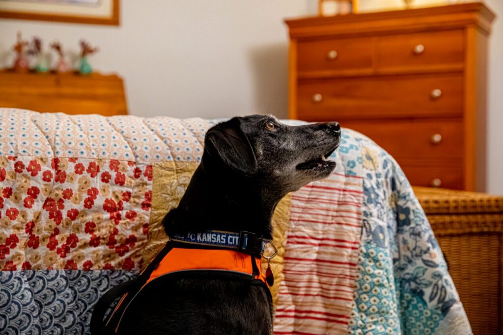 Family pet dog resting safely on a bed after a pest control heat treatment
