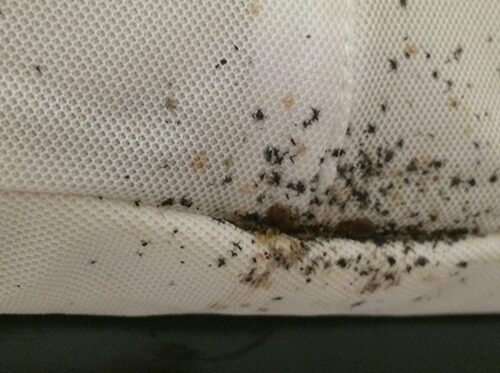 Close up of dark bed bug residue and spotting on a mattress seam