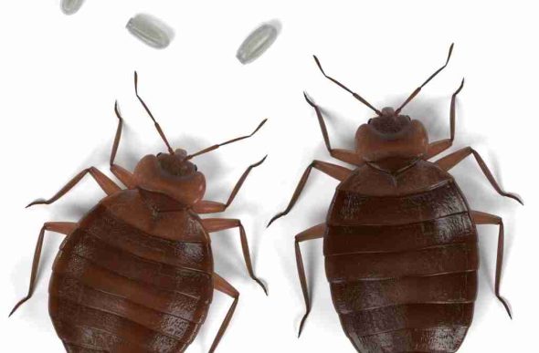 Bed Bug Control Lees Summit